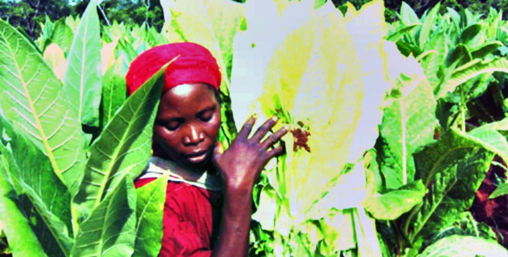 Свидетель задумчивости: Рабочие, трудящиеся на зелёных табачных полях Руанды