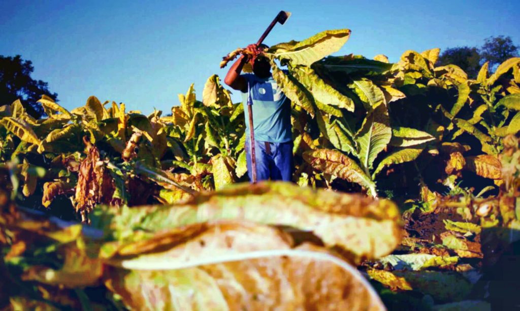 Пышные зеленые растения табака, процветающие на плодородных почвах американских ферм